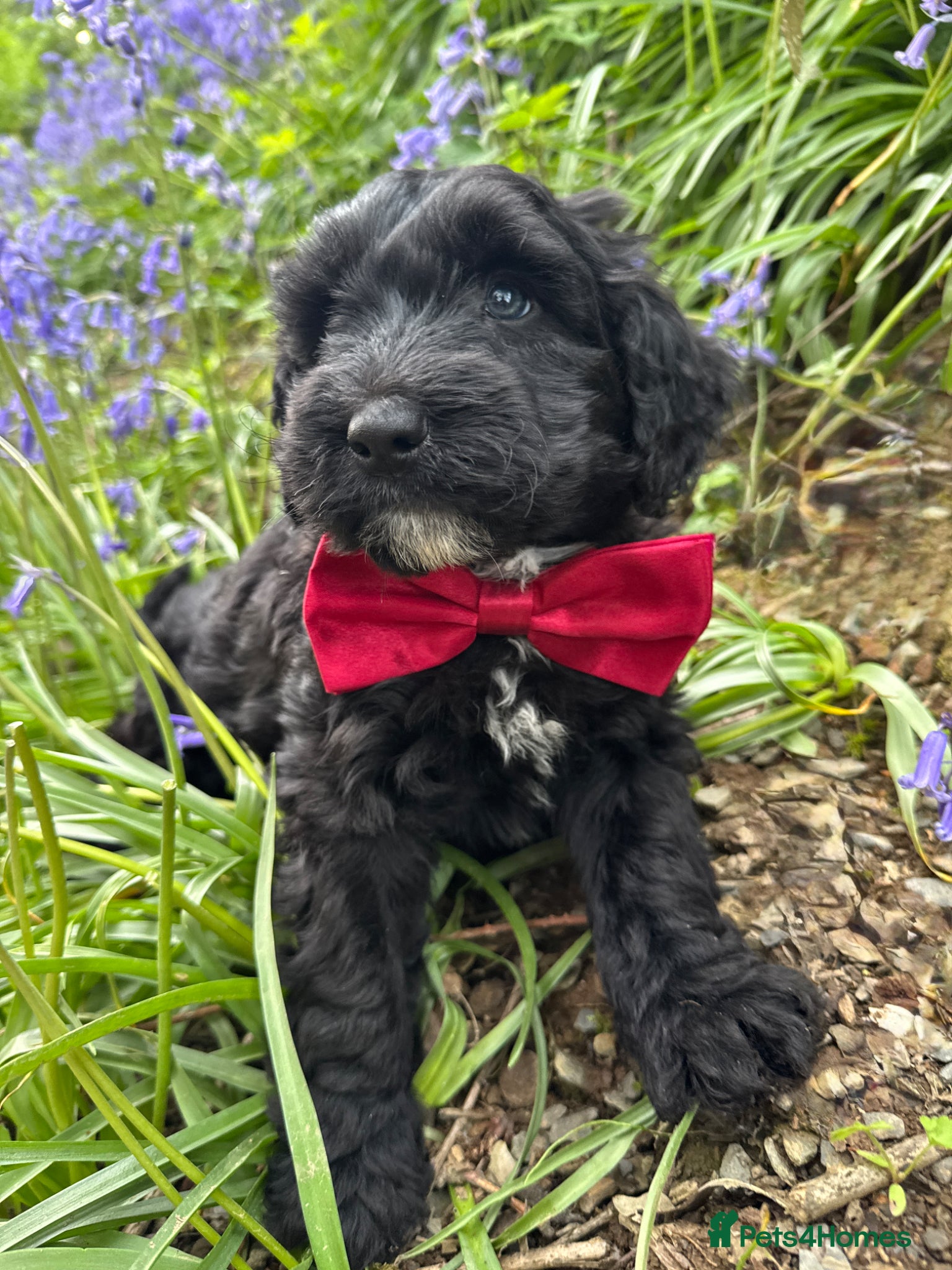 Bordoodle dogs Intelligent, affectionate, and low-shedding breed - Advert 1