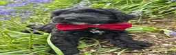 Bordoodle dogs for sale: Intelligent, affectionate, and low-shedding breed - Advert 1