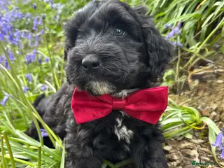 Bordoodle dogs for sale: Intelligent, affectionate, and low-shedding breed - Advert 1