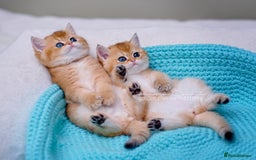 British Shorthair cats for sale: Show Quality Golden Shaded Kittens - Image 8