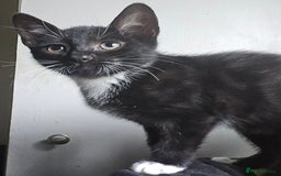 Mixed Breed cats for sale: Tuxedo boy still available 15th Oct - Image 12