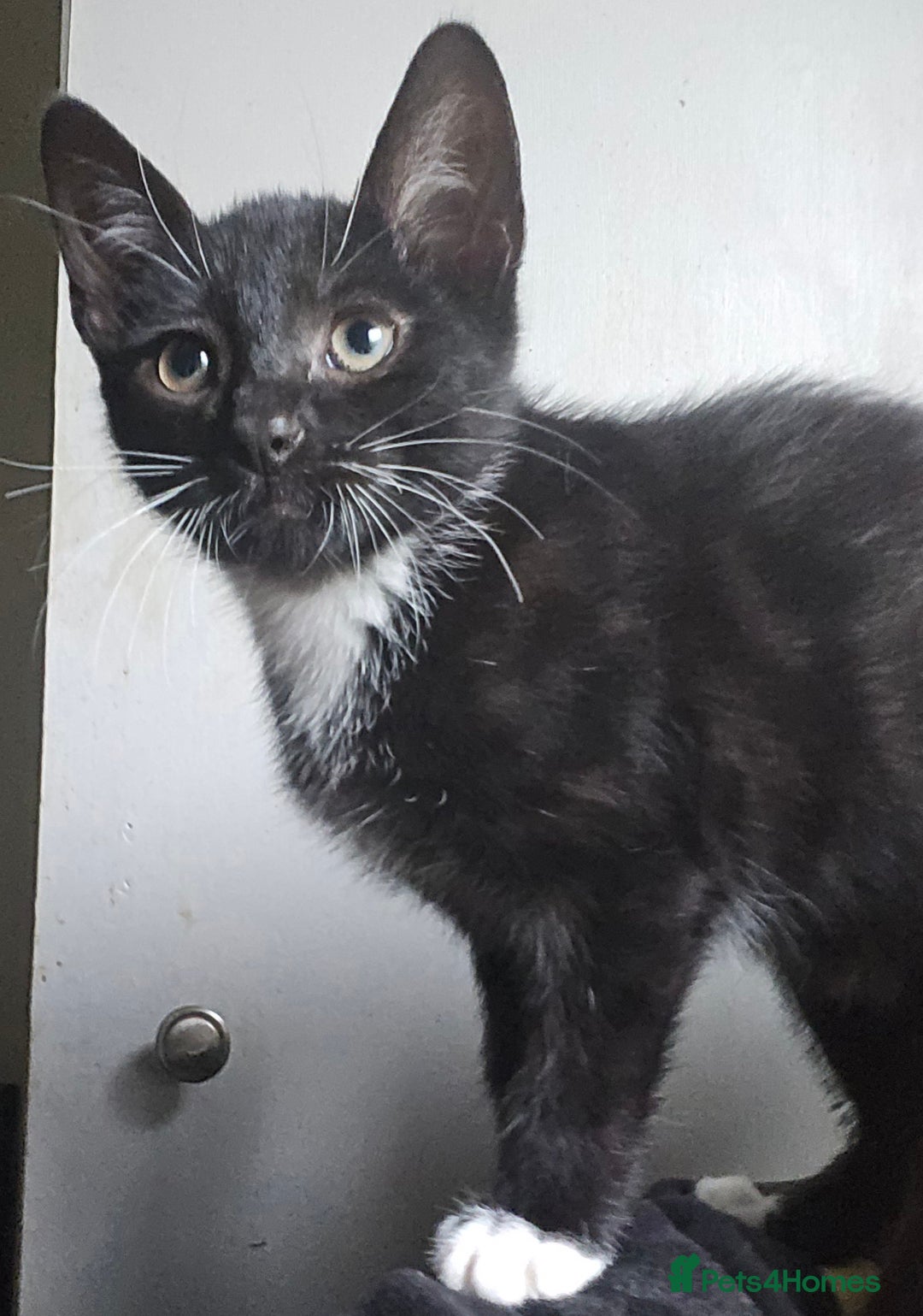 Mixed Breed cats for sale: Tuxedo boy still available 15th Oct - Image 12