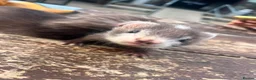 Ferret rodents for sale: 8 Beautiful Angora Cross Baby Polecats - Advert 4
