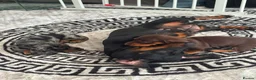 Dachshund dogs for sale: 2 beautiful female dashounds  - Advert 20