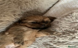 Shih Tzu dogs for sale: 2 female Shih Tzu puppies  - Image 4