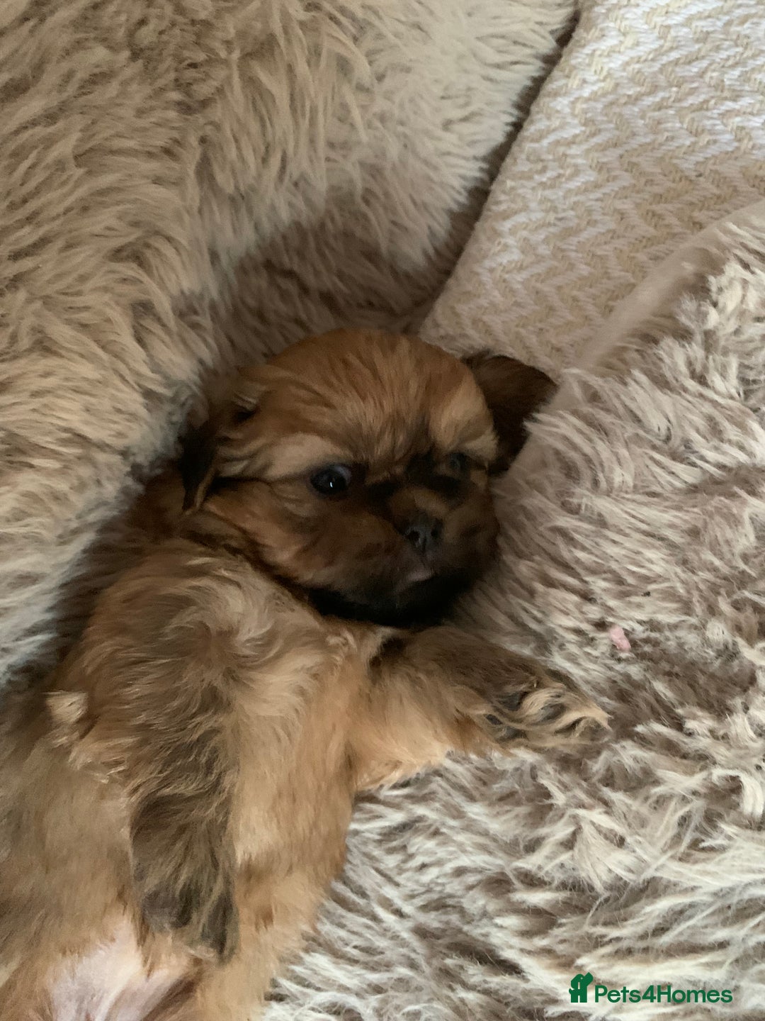 Shih Tzu dogs for sale: 2 female Shih Tzu puppies  - Image 4