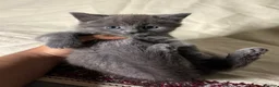 Russian Blue cats for sale: Russian blue kitten - ready to leave - Advert 6