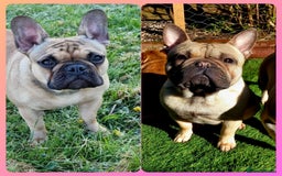 French Bulldog dogs for sale: Standard KC french bulldog litter.  - Image 12