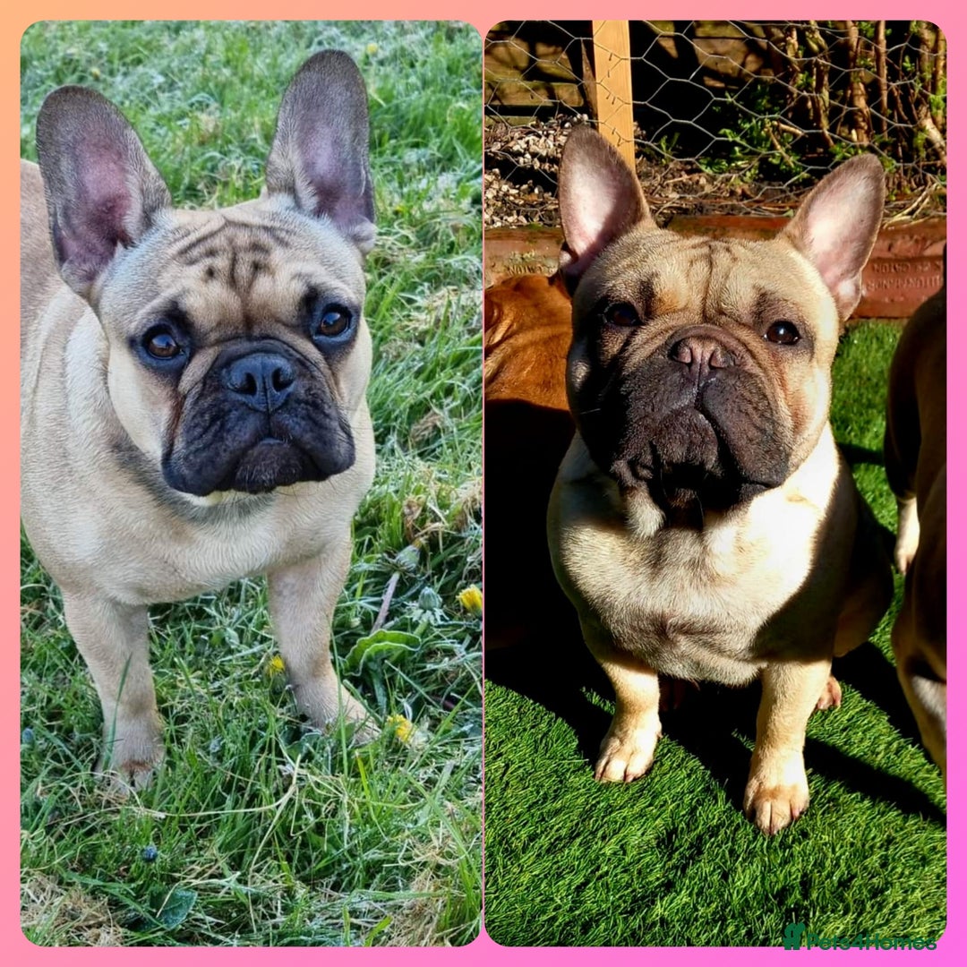 French Bulldog dogs for sale: Standard KC french bulldog litter.  - Image 12