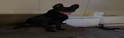 Belgian Shepherd Dog dogs for sale: Belgian Malinois for sale - Advert 9