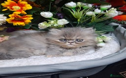Persian cats for sale: Blue Persian kittens  - Image 39