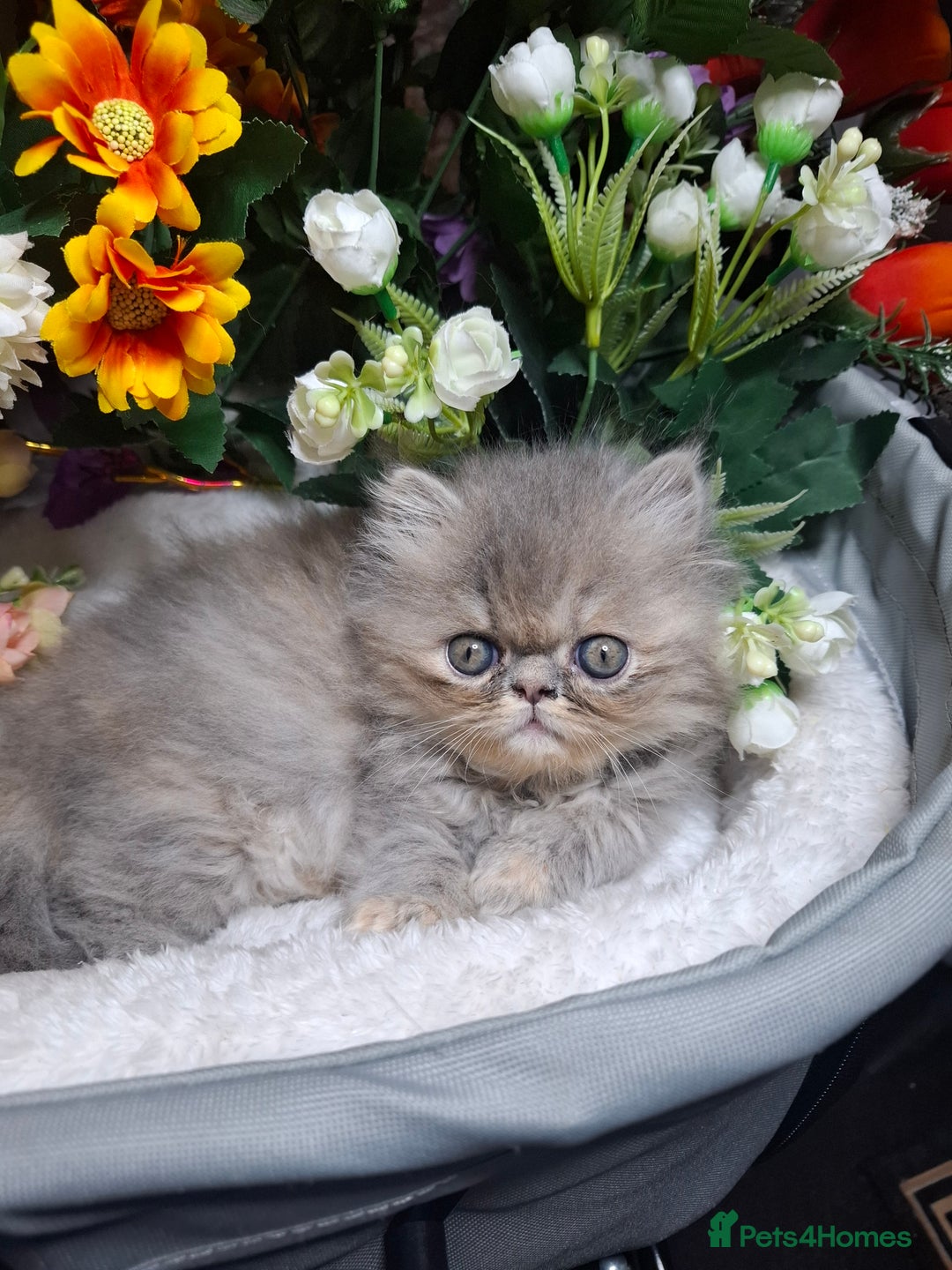 Persian cats for sale: Blue Persian kittens  - Image 39