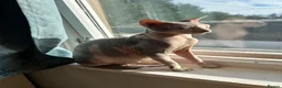 Sphynx cats for sale: TICA Registered Sphynx Girl Only-Cat Home Required - Advert 6