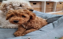 Miniature Poodle dogs for sale: READY NOW !Adorable Miniature Poodle Puppies! in London - Image 8