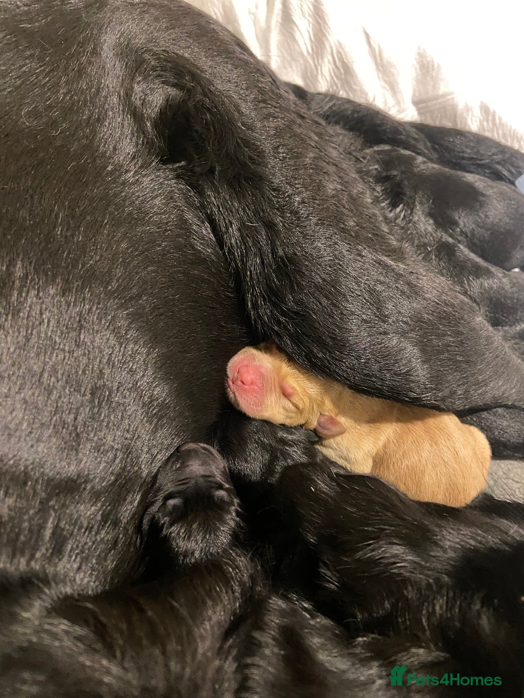 Labrador Retriever dogs for sale: Labrador Puppys ready for homes now - Advert 16