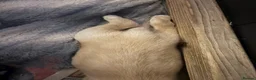 Labrador Retriever dogs for sale: 7 beautiful working Labrador puppies. in Warrington - Advert 10