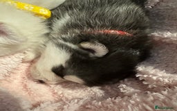 Pomsky dogs for sale: F4 beautiful puppy pomskie blue eyes - Image 13