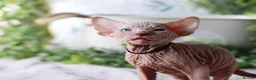 Sphynx cats for sale: Beautiful Pedigree Sphynx Kittens  - Advert 30