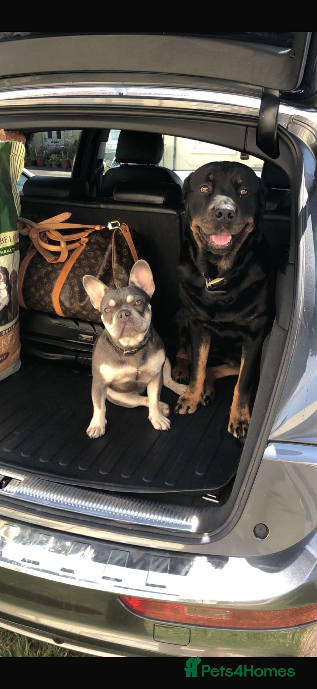 Rottweiler dogs for sale: 8 year old Rottweiler “Ronnie” - Image 9