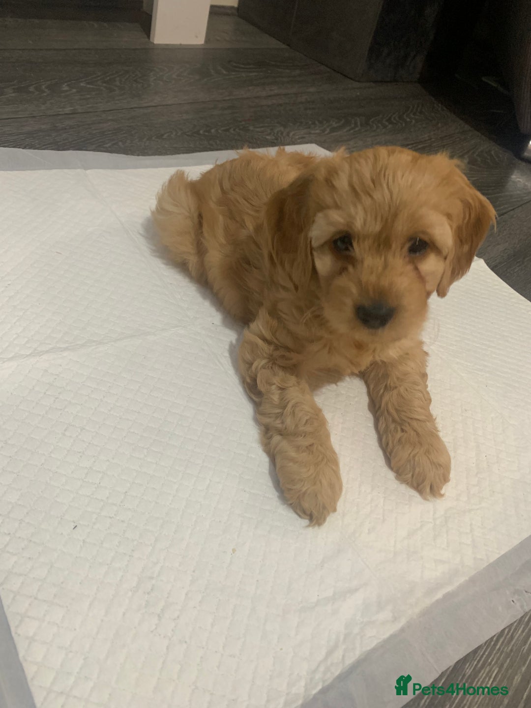 Cockapoo dogs for sale: Cockapoo - Advert 4