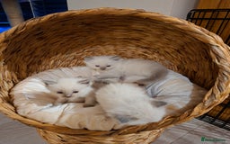 Ragdoll cats for sale: Stunning Ragdoll kittens  - Image 35