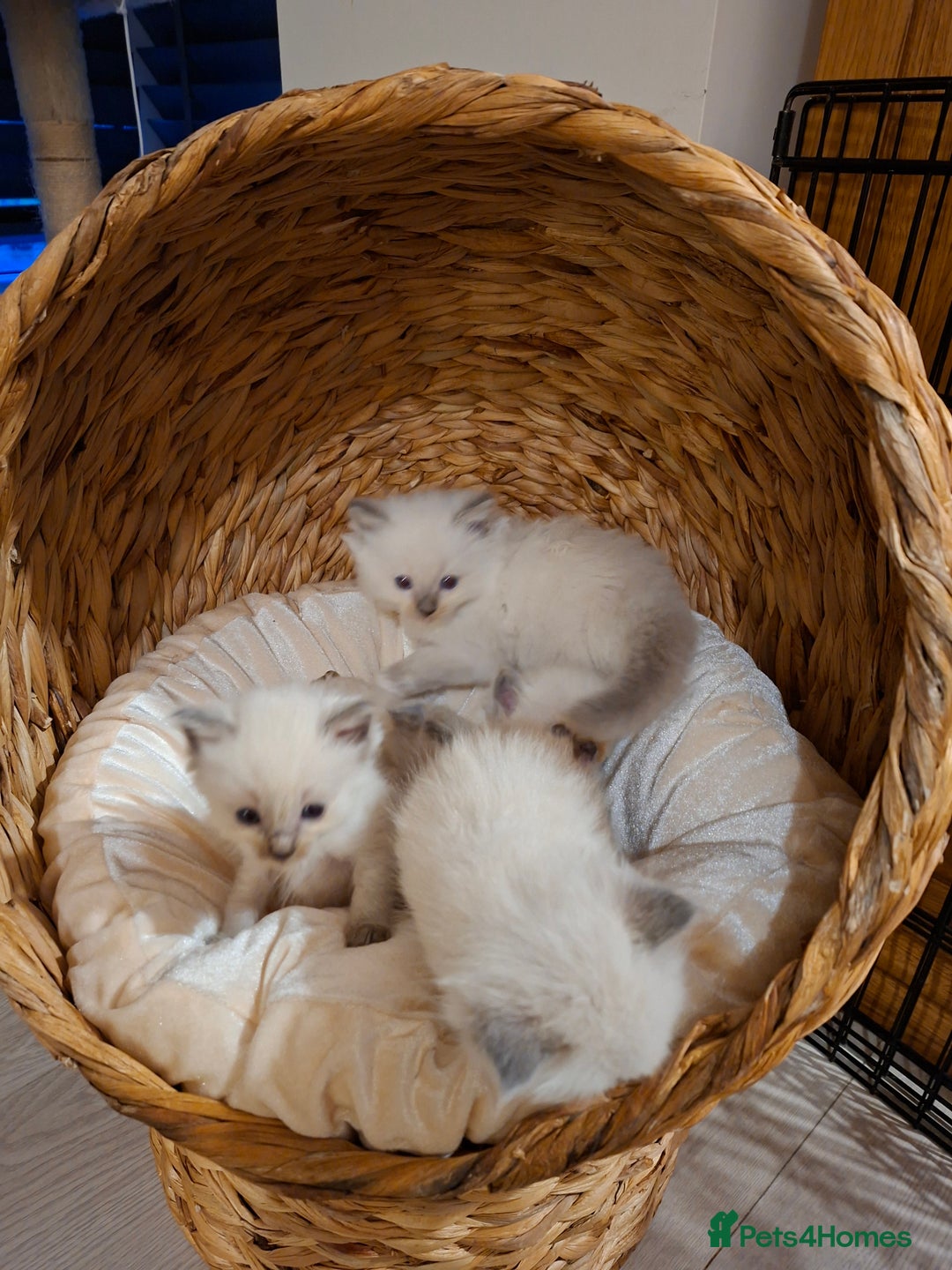 Ragdoll cats for sale: Stunning Ragdoll kittens  - Image 35