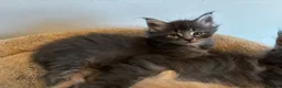 Maine Coon cats for sale: Majestic Maine Coon Kittens  - Advert 14