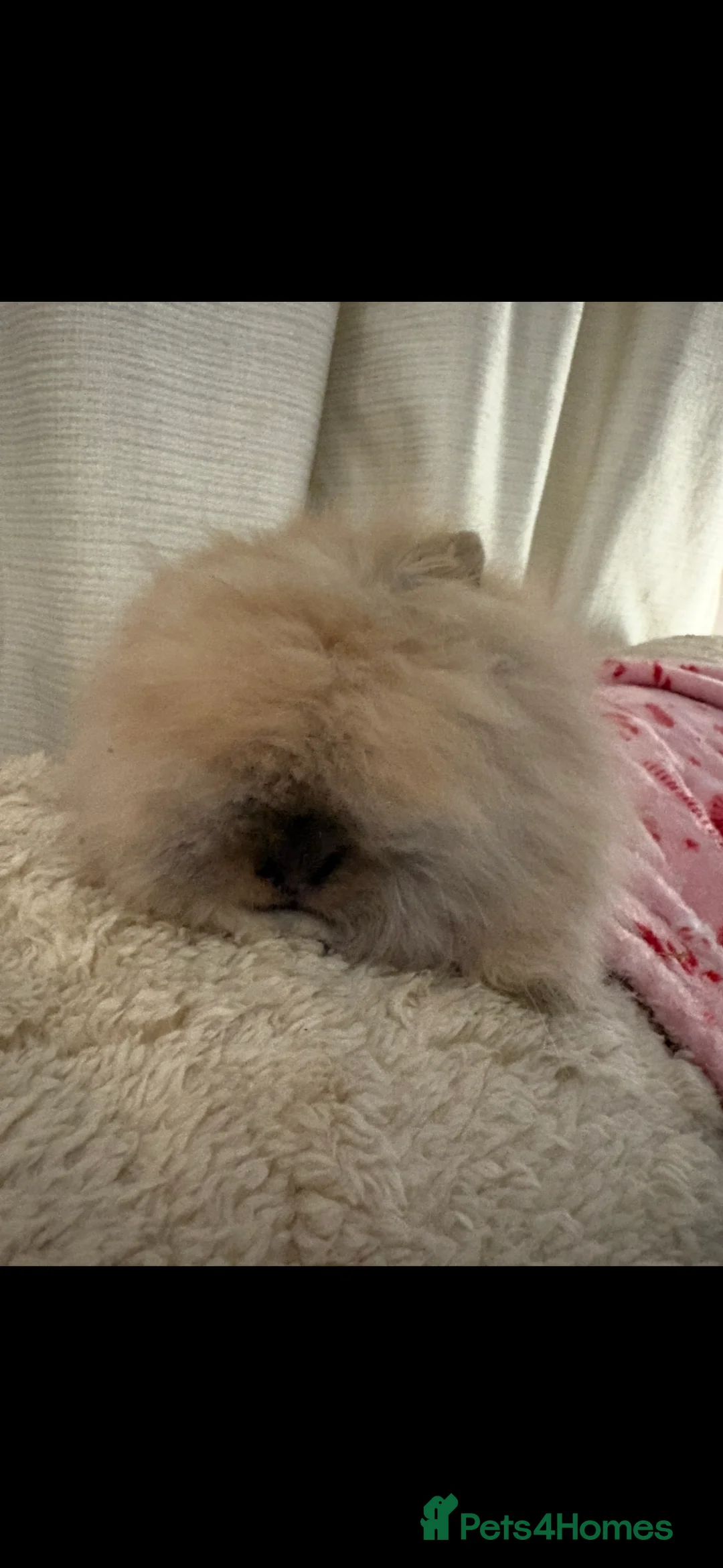 Mini Lion Lop rabbits for sale: Gorgeous Fluffy Double Mane mini lion lop bunny’s  - Advert 6