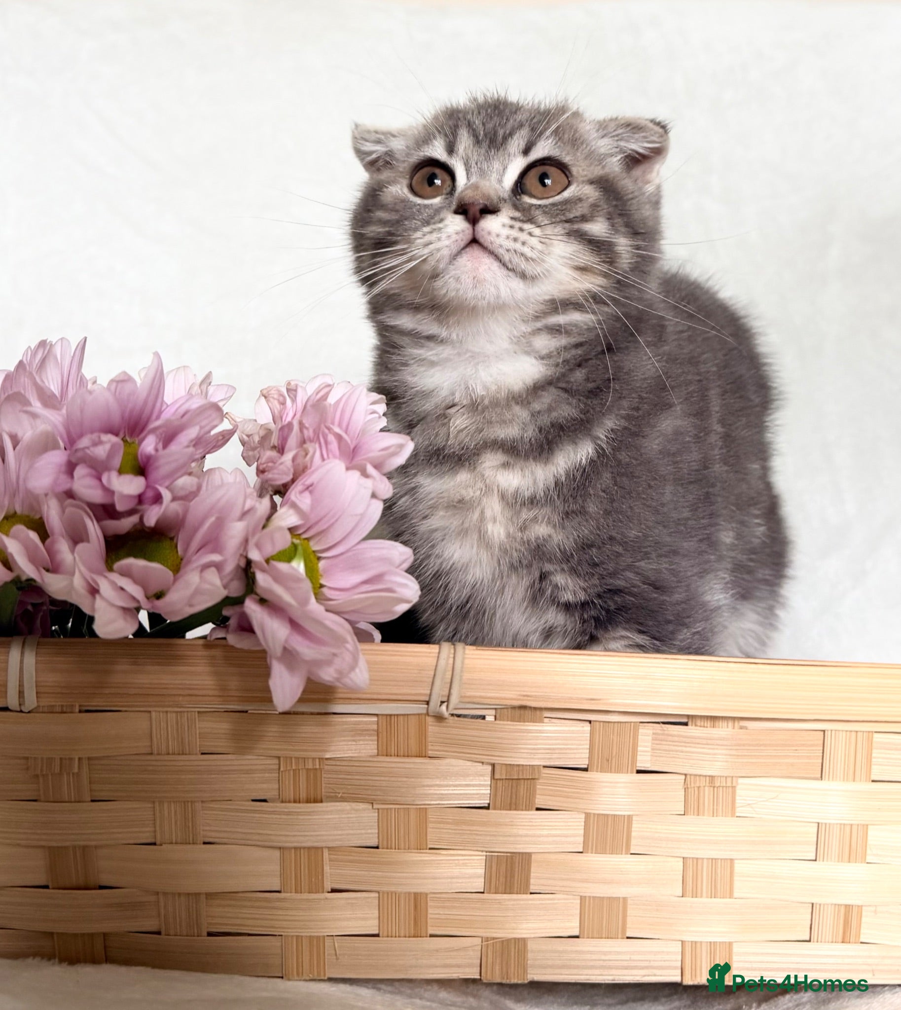 Mixed Breed cats 🐱 Adorable Kittens🐱 - Advert 1