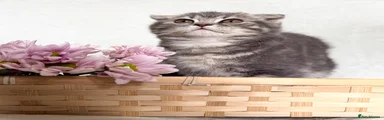 Kitten 1