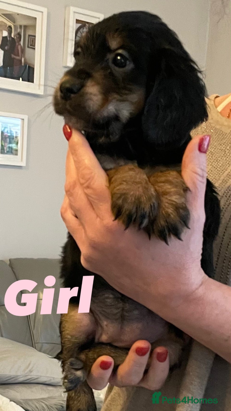 Cocker Spaniel dogs Cocker spaniel puppies  - Advert 3