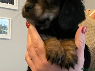 Cocker Spaniel dogs Cocker spaniel puppies - Advert 3