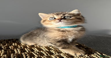 British Shorthair cats - Advert 6