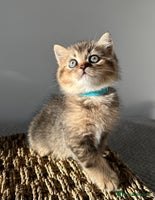 British Shorthair cats - Advert 6