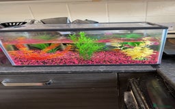 Goldfish fish for sale: Goldfish  - Image 2