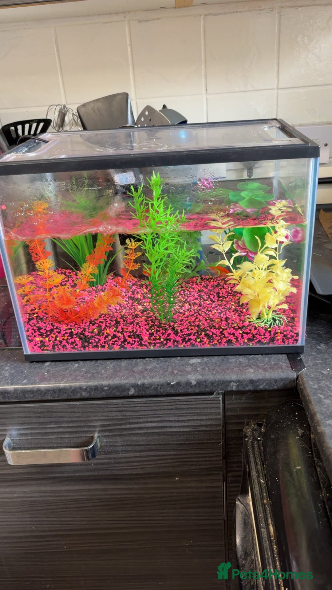Goldfish fish for sale: Goldfish  - Image 2