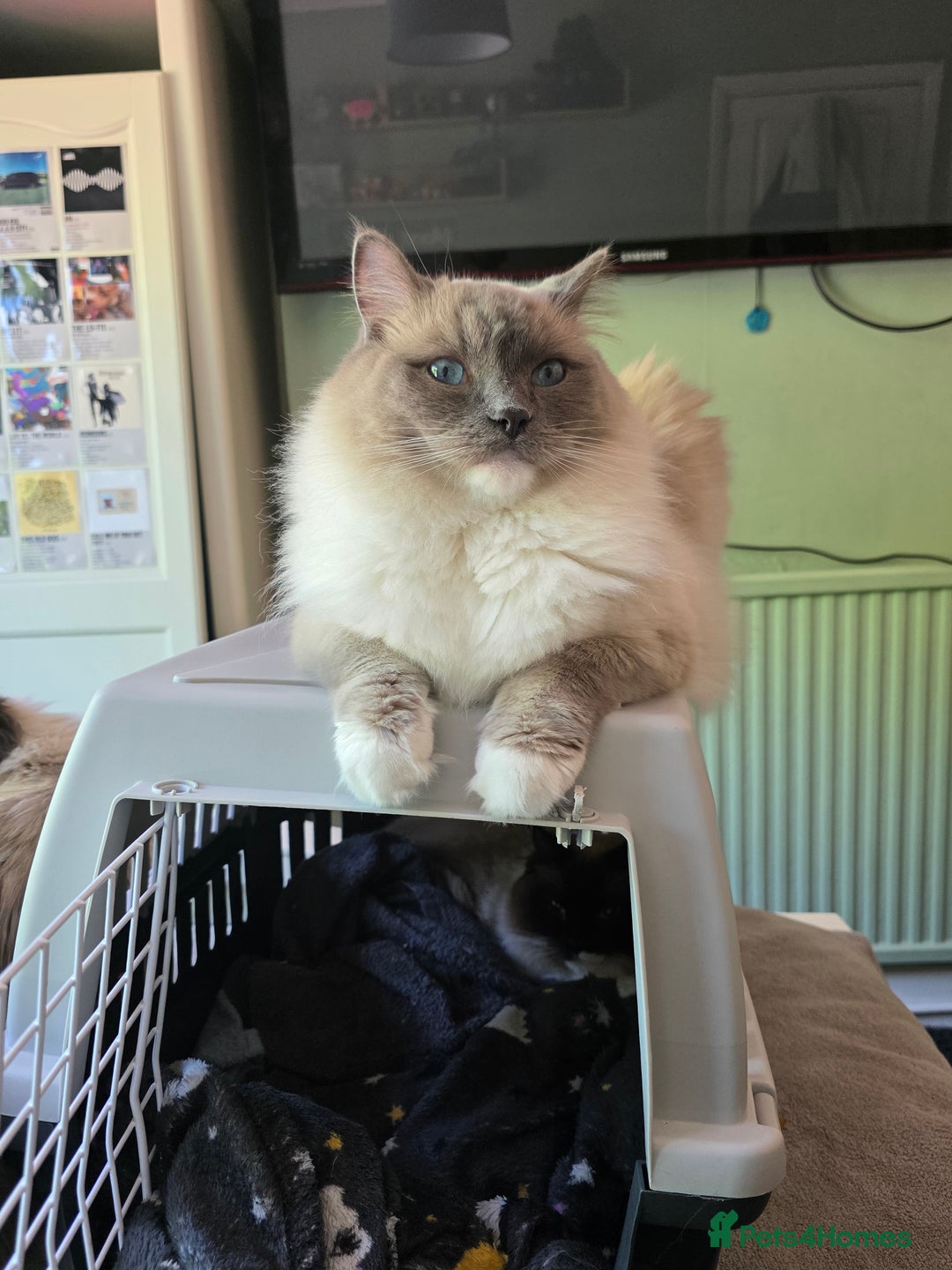 Ragdoll cats for sale: Beautiful Loving Boy - Advert 5
