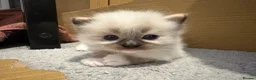 Ragdoll cats for sale: Beautiful Ragdoll Kittens - Advert 16