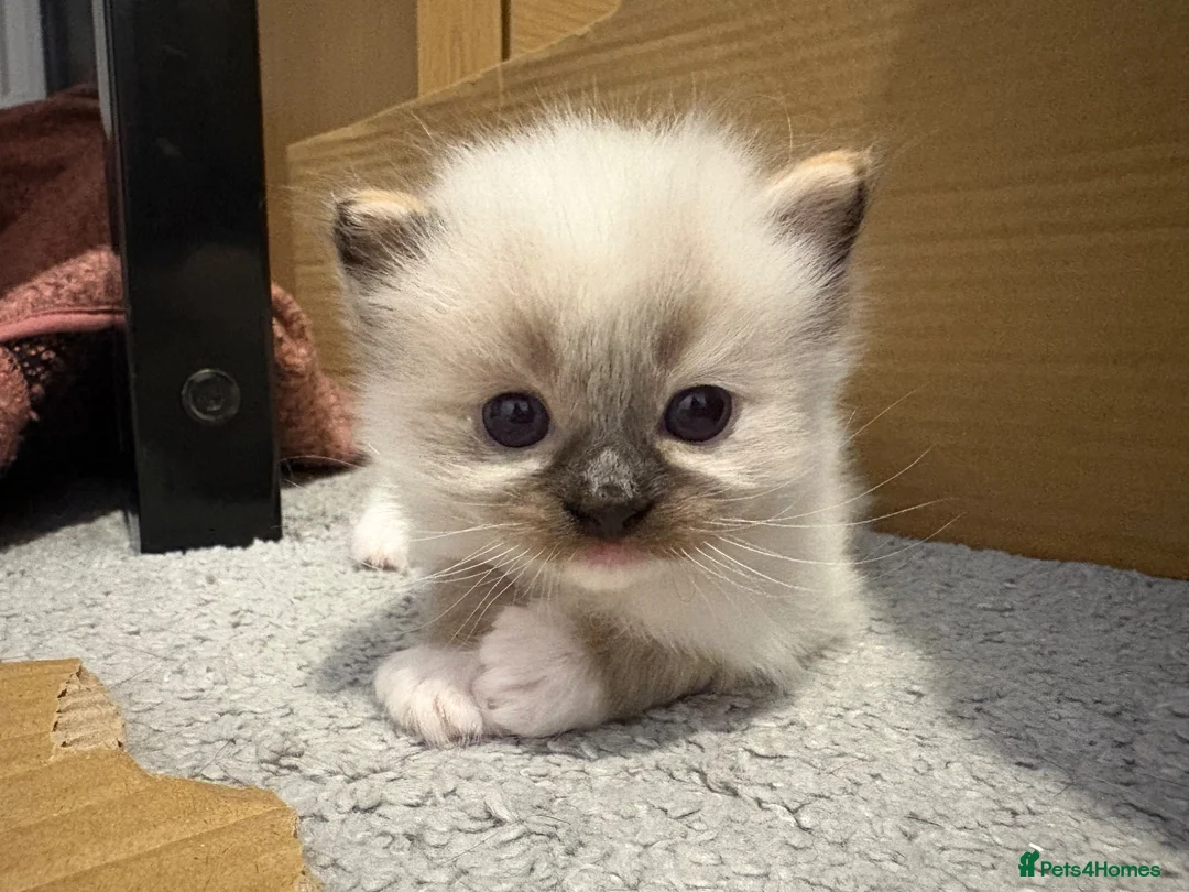 Ragdoll cats for sale: Beautiful Ragdoll Kittens - Advert 16