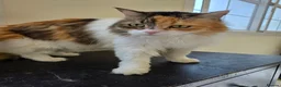 Mixed Breed cats for adoption: Quiet Nova - Advert 1