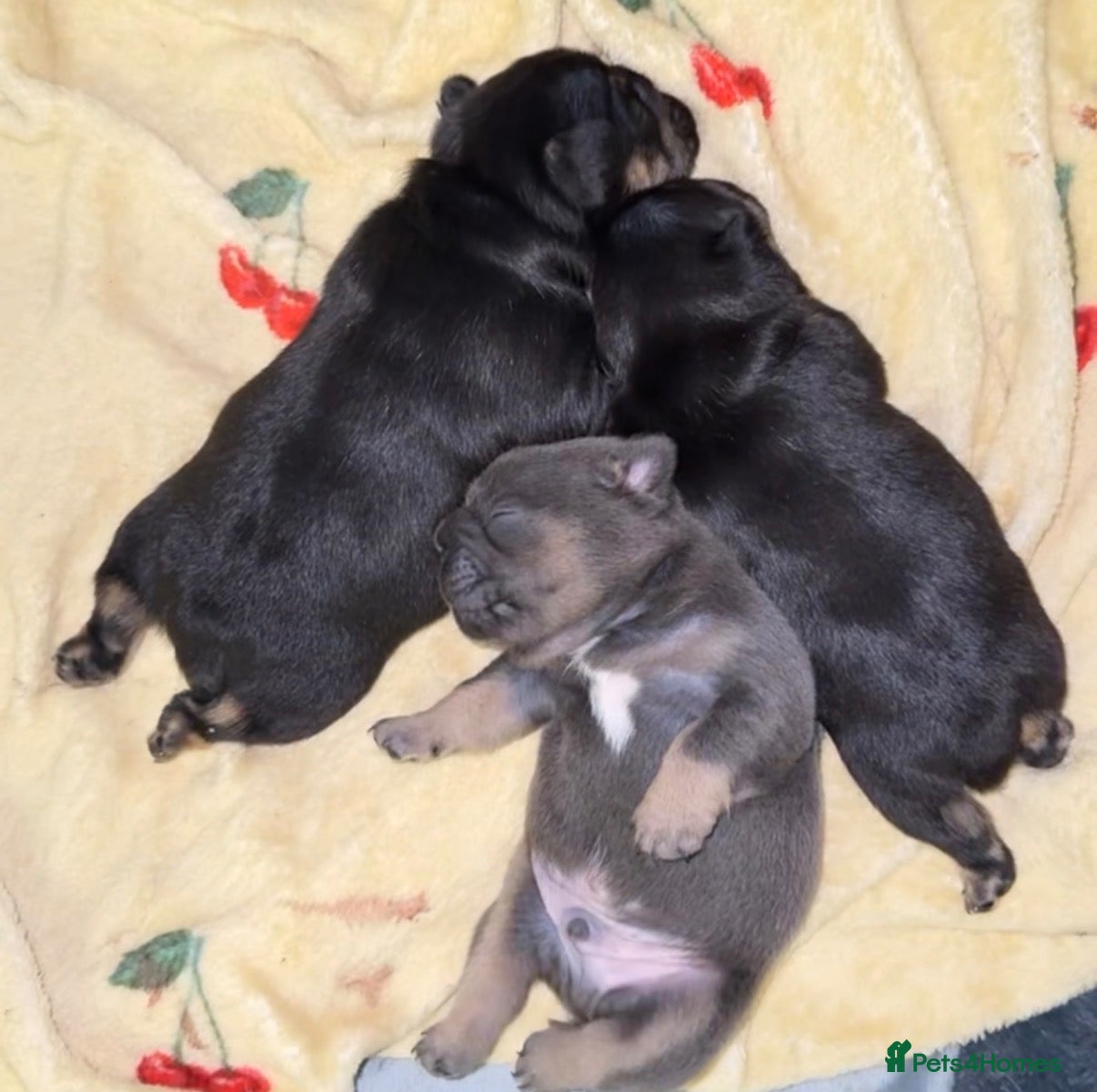 French Bulldog dogs French bulldog puppies  - Advert 15