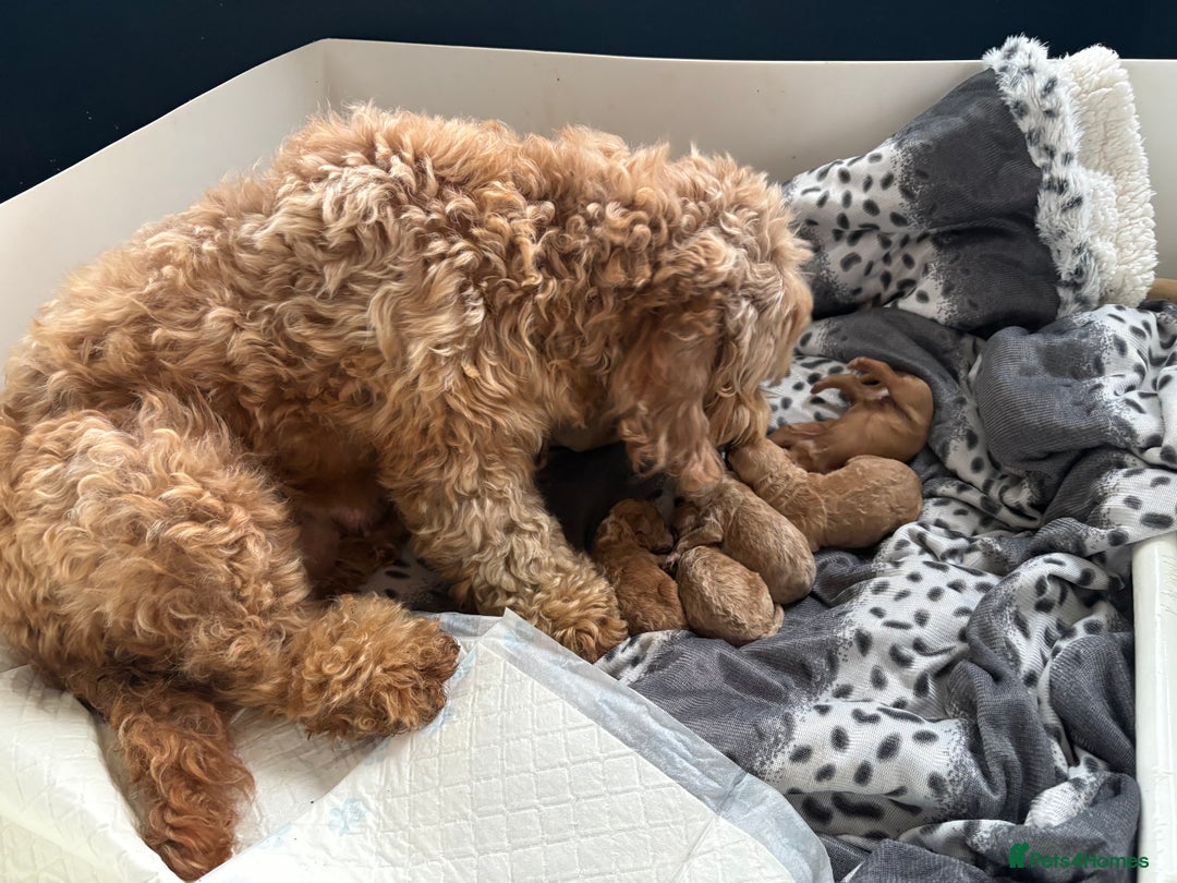 Cockapoo dogs for sale: Beautiful miniature cockapoo pups  - Image 4