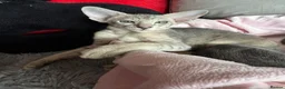 Peterbald cats for sale: Tica registered Peterbald girls  in Maidstone - Advert 5
