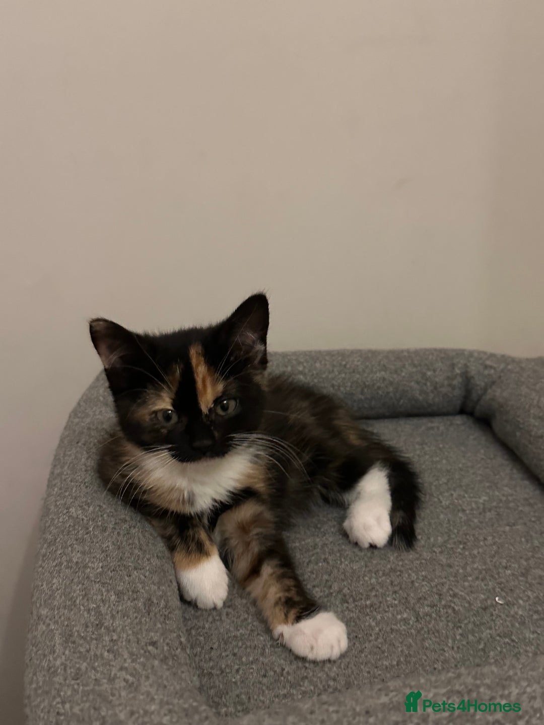Mixed Breed cats for sale: Last kitty for sale!  - Advert 26