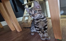 Bengal cats for sale: READY REDUCED TICA Genetic/Health Tested Bengals - Image 23