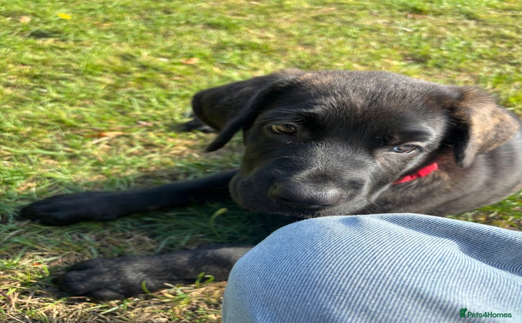 Mixed Breed dogs - Advert 1