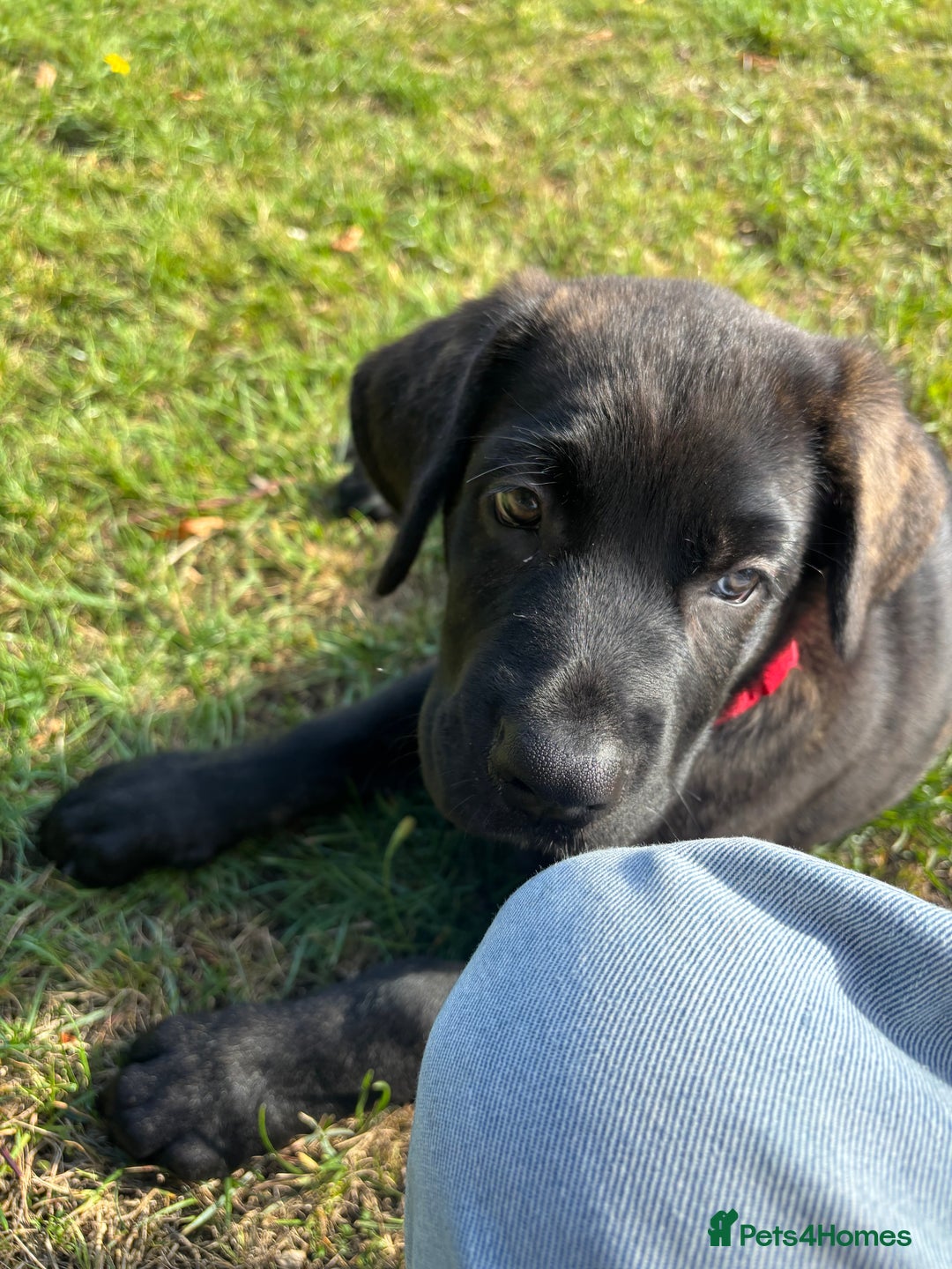 Mixed Breed dogs for sale: Cosmo is 15weeks old - Image 1