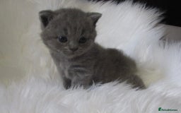 British Shorthair cats for sale: GCCF CHAMPION SIRED BRITISH SHORTHAIR KITTENS - Image 2