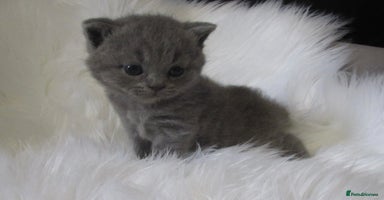 British Shorthair cats - Advert 15