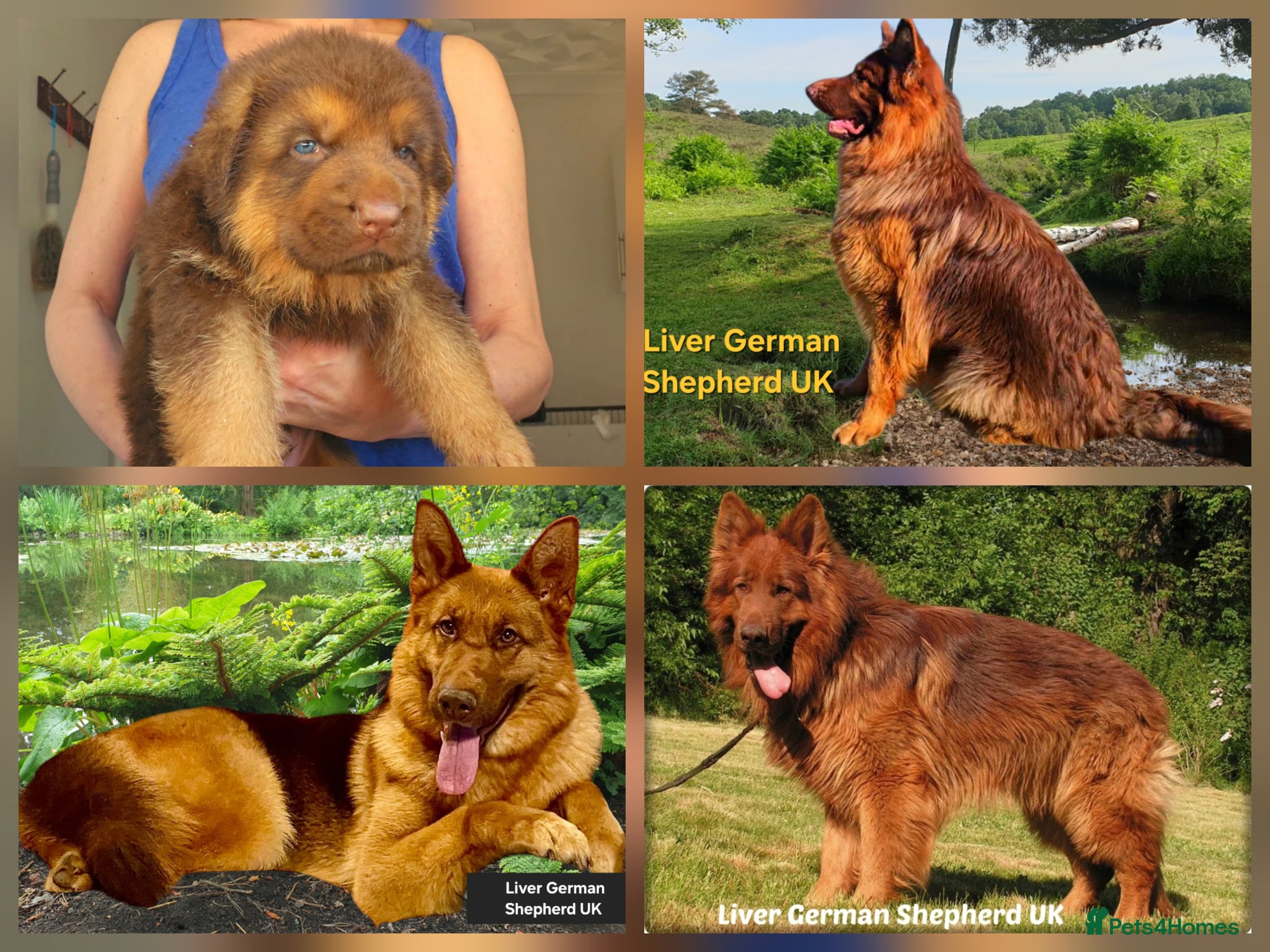 German Shepherd dogs Liver German Shepherd puppies  - Advert 1